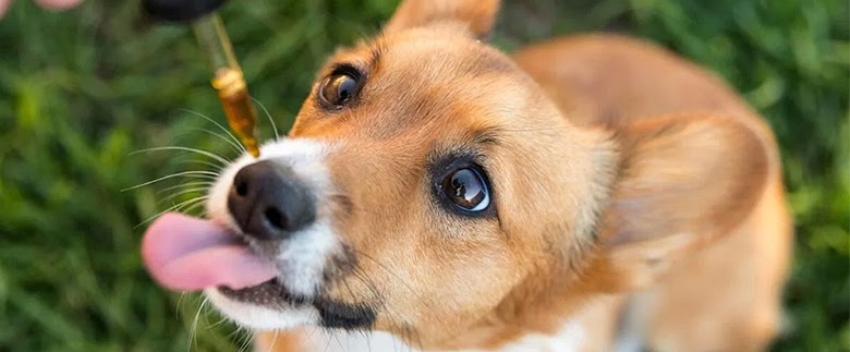 [GUIDE] CBD for Dogs & Cats - Dosage for Pets