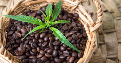 Cannabis-infused Coffee Recipe - How to make this delicacy?