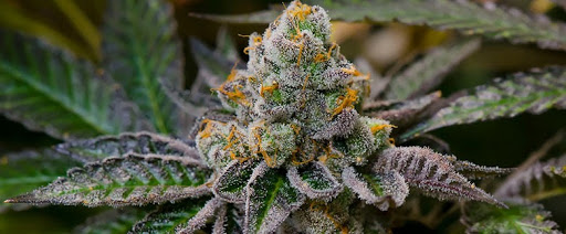 Strain Talks: Why do People Enjoy Girl Scout Cookies?