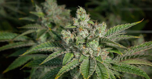 [REVIEW] Stardawg Cannabis Strain: How to Grow, Yield, Genetics