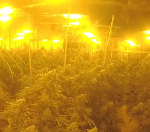 Unveiling the £2million Cannabis Empire Hidden in a Gloucester Building