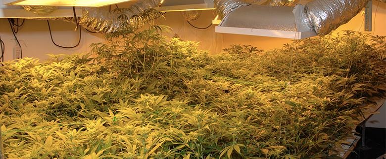 Hydroponic Cannabis- How to Grow Hydroponic Marijuana?