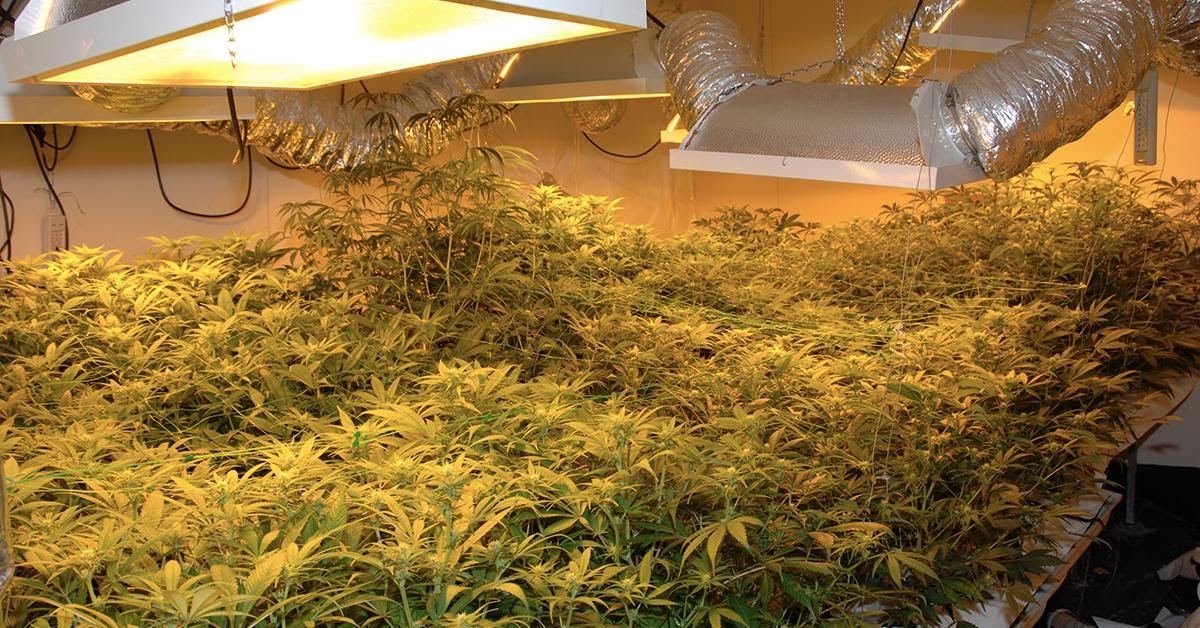Hydroponic Cannabis- How to Grow Hydroponic Marijuana?