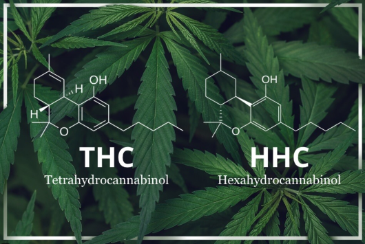  HHC Vs THC - A Comprehensive Guide to Understanding the Highs and Lows of Cannabis Cousins