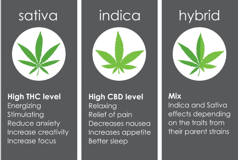 Sativa vs Hybrid vs Indica: Unravelling the Secrets of Cannabis Strains 