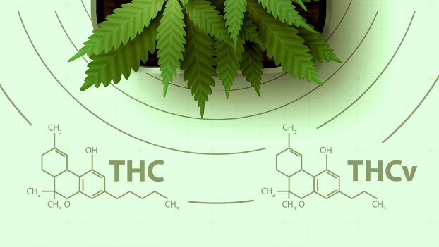 The Ultimate Guide to THCV: Unveiling the Secrets of this Potent Cannabinoid