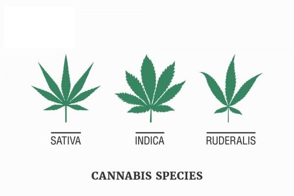 Cannabis-Species