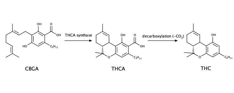 THCA-to-THC