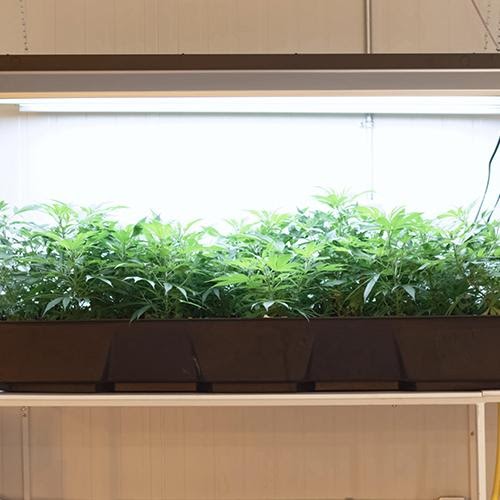 Growing hydro marijuana