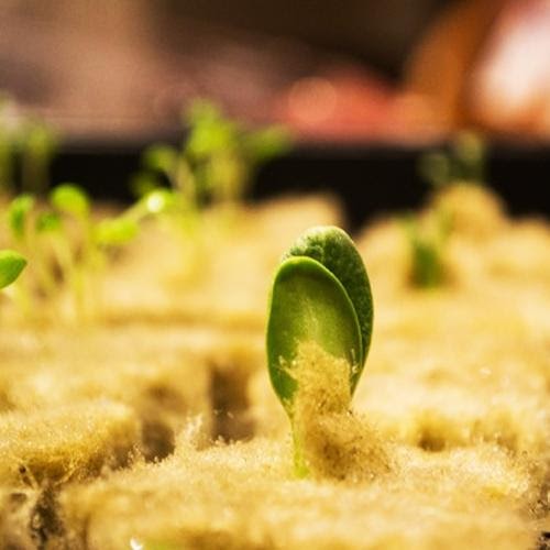 marijuana seeds germinate